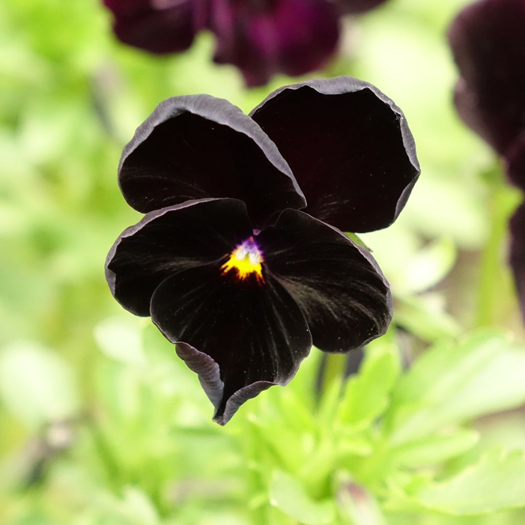 Tarhaorvokki Black Cristal