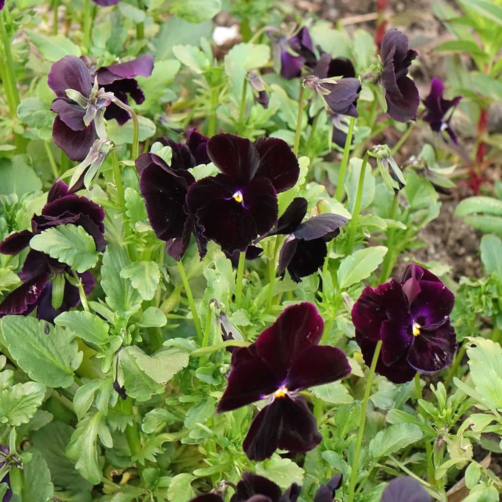 Tarhaorvokki Black Cristal