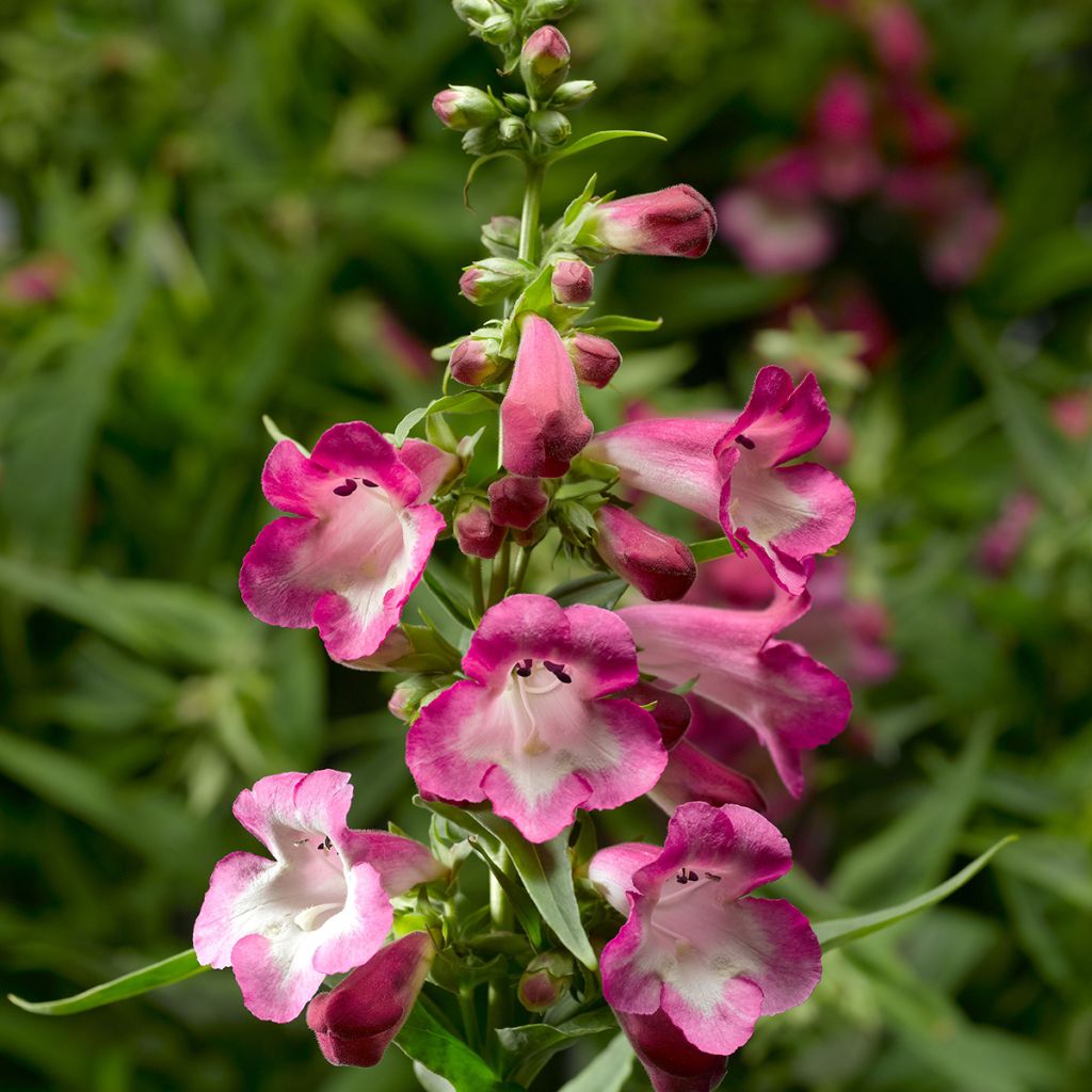 Purppurapipo Arabesque Orchid (siemenet)