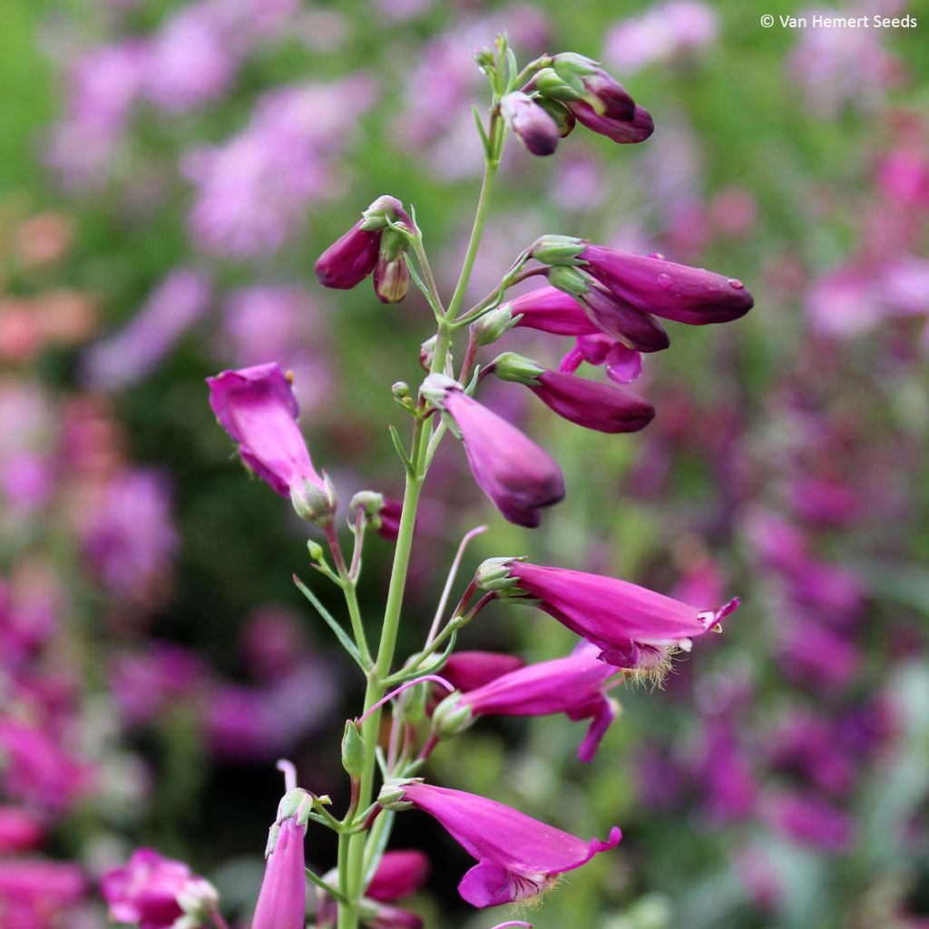 Punapipo Twizzle Purple (siemenet)