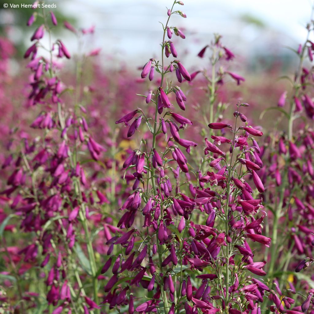 Punapipo Twizzle Purple (siemenet)