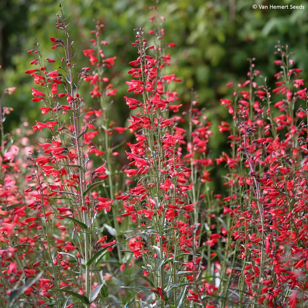 Punapipo Twizzle Scarlet (siemenet)