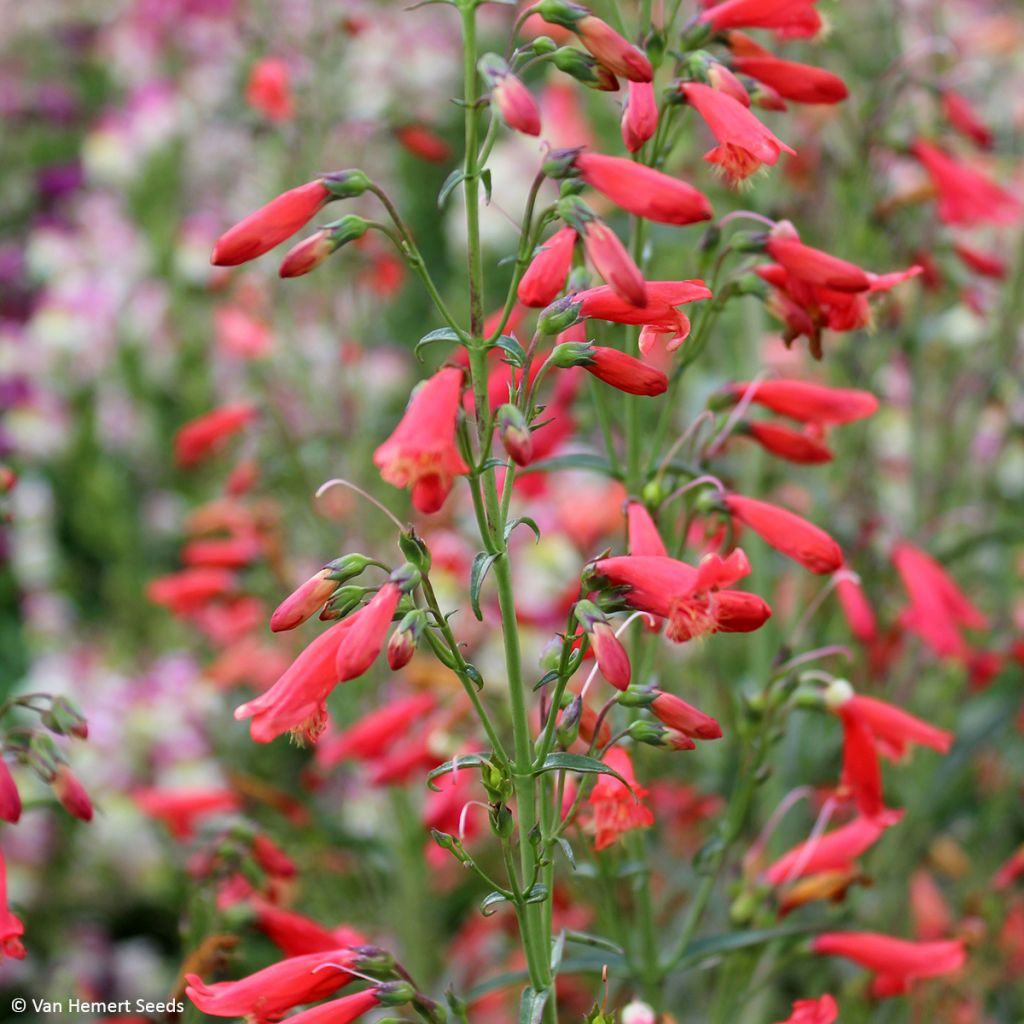 Punapipo Twizzle Scarlet (siemenet)