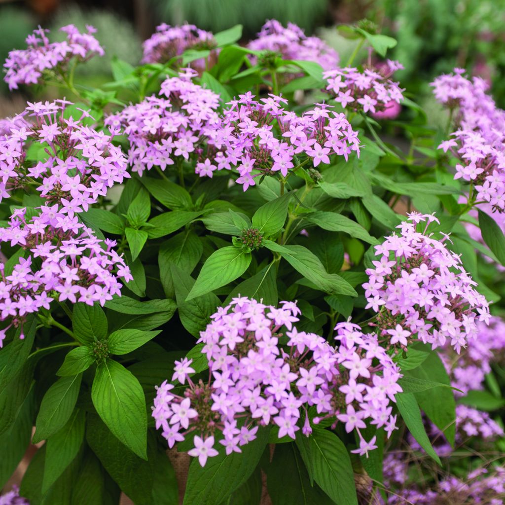 Punaviisikki Northern Lights Lavender (siemenet)