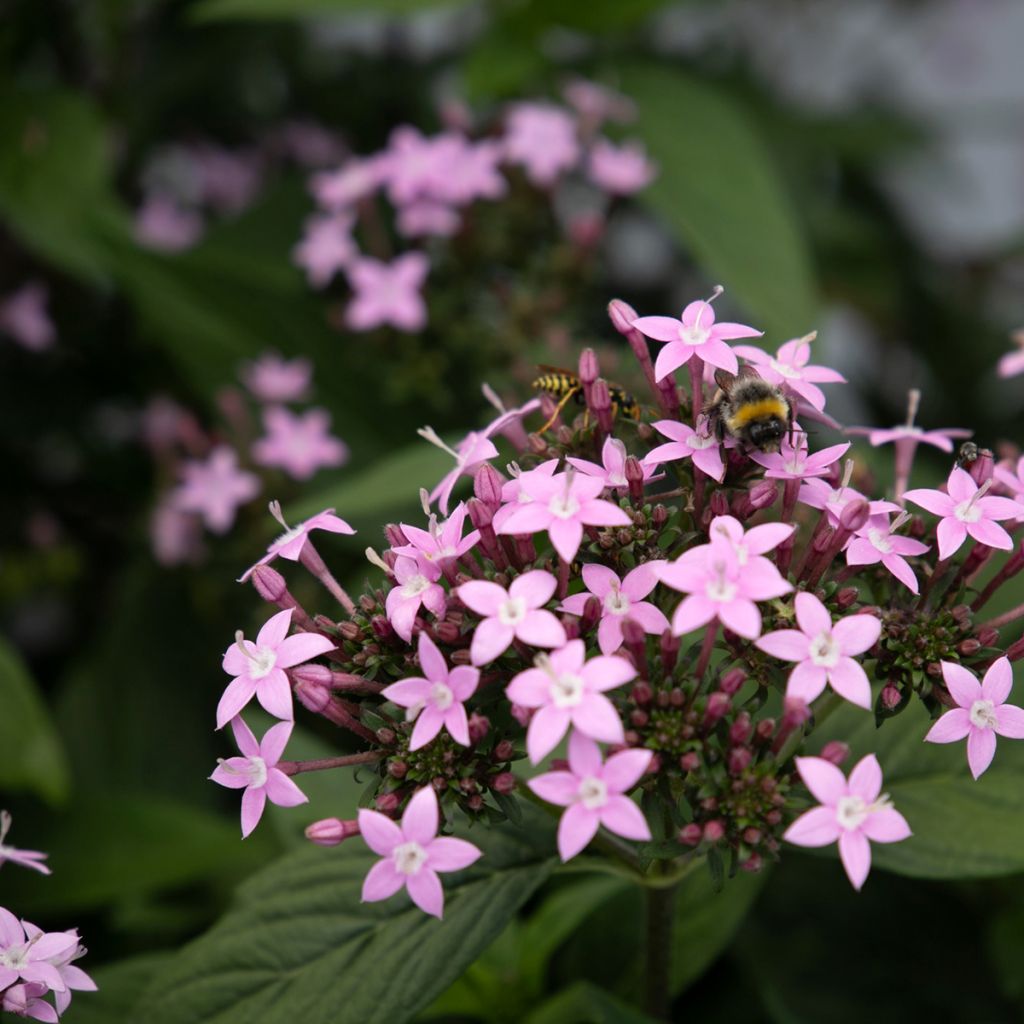 Punaviisikki Northern Lights Lavender (siemenet)