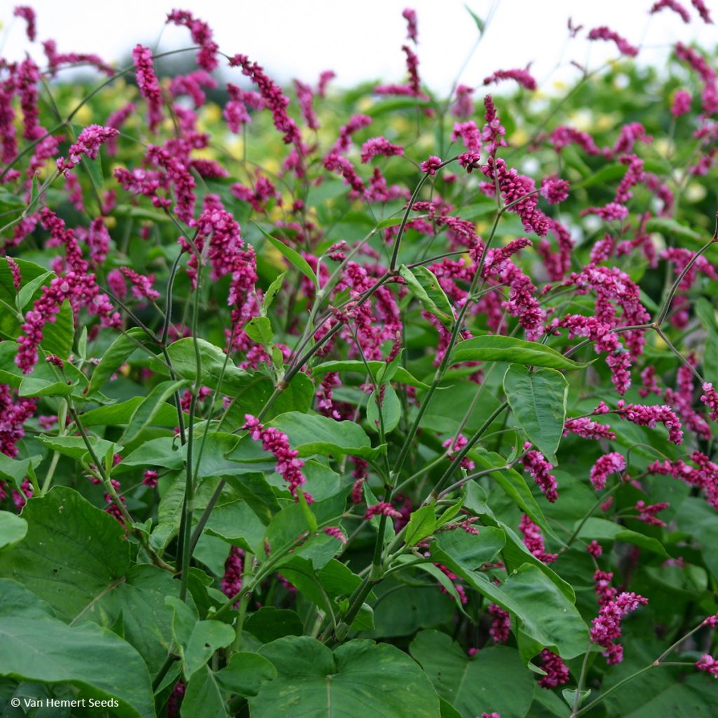 Purppuratatar Cerise Pearls (siemenet)