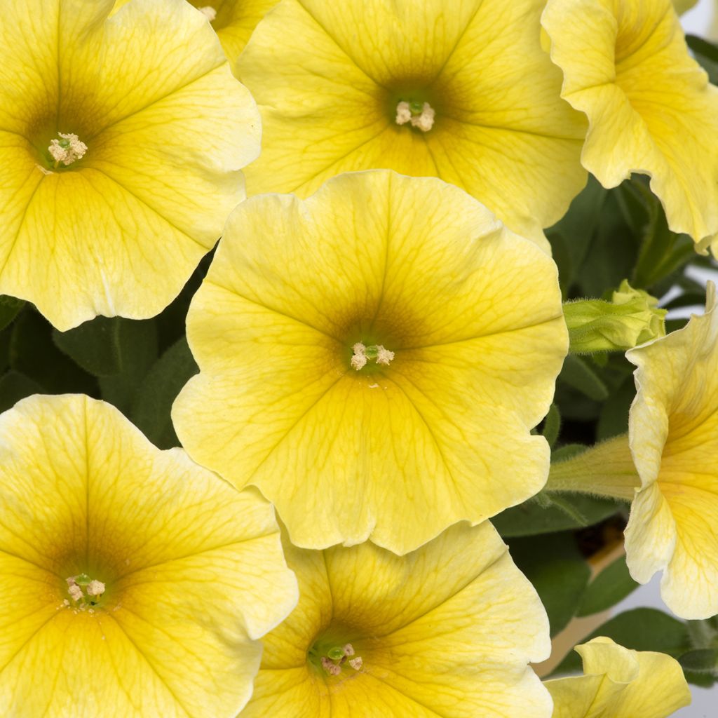 Petchoa hybrida Caliburst Yellow (siemenet)