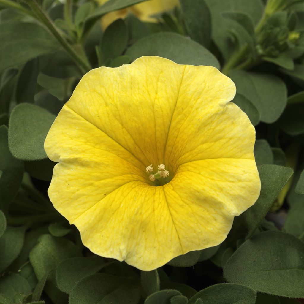 Petchoa hybrida Caliburst Yellow (siemenet)