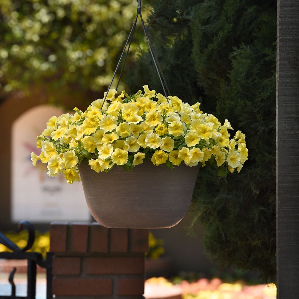 Petchoa hybrida Caliburst Yellow (siemenet)