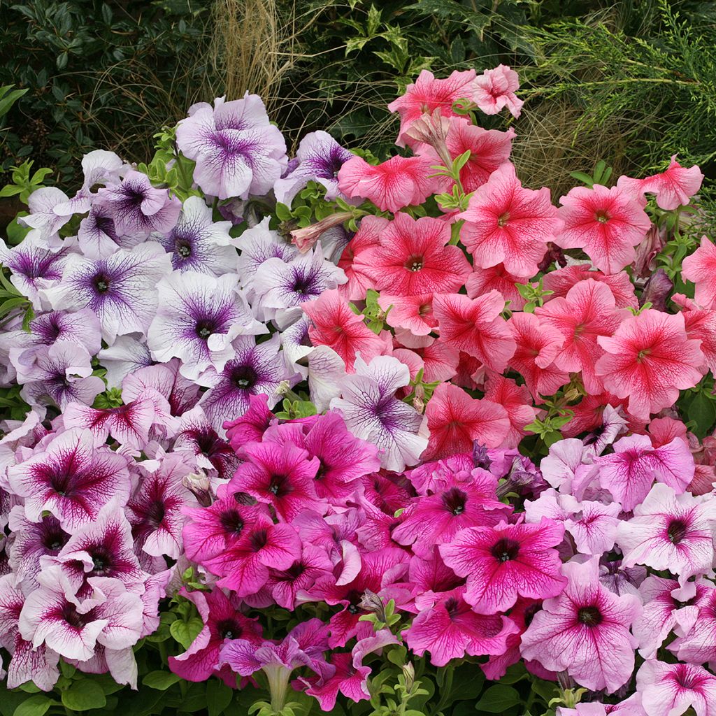 Riippapetunia Prism Sundae Mix (siemenet)