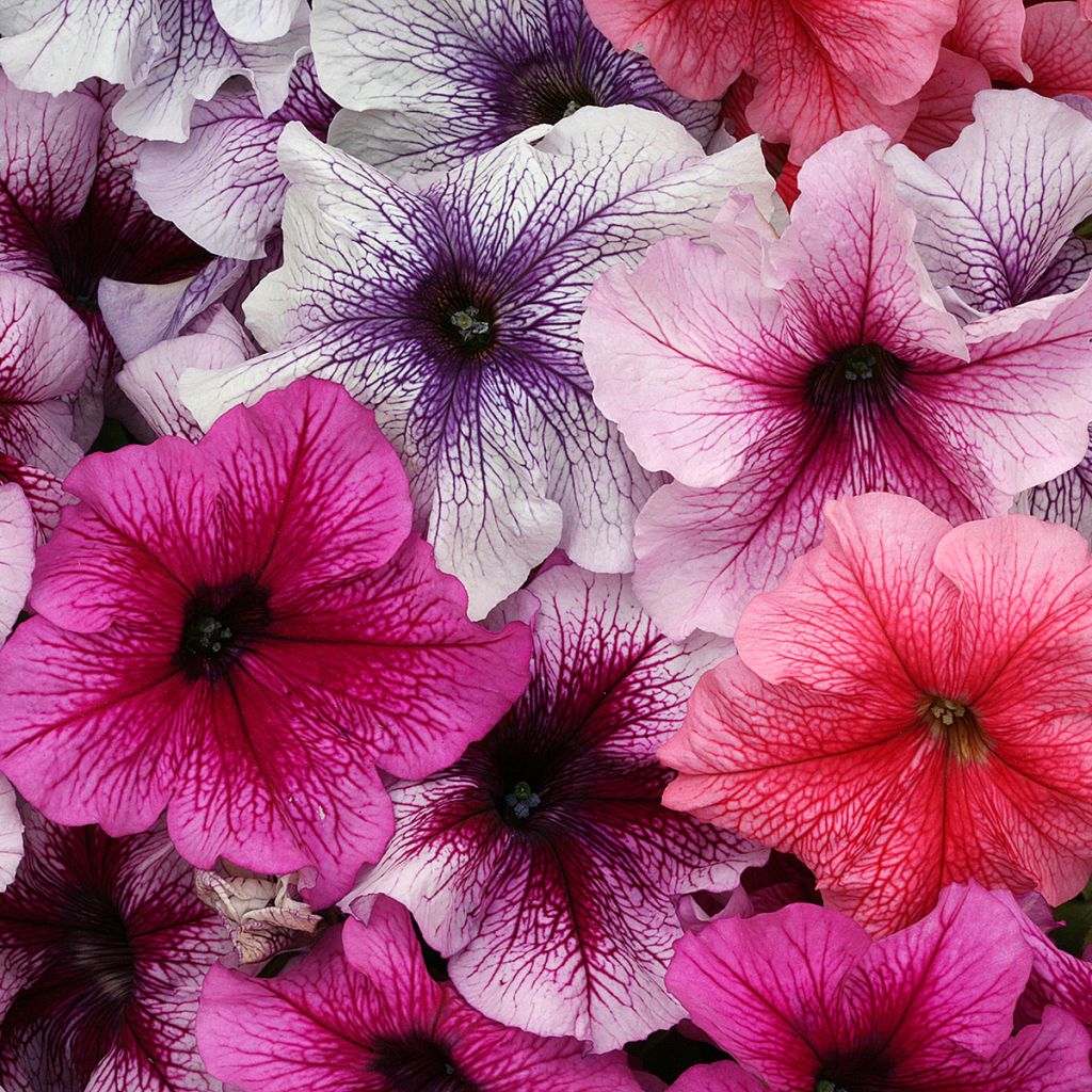 Riippapetunia Prism Sundae Mix (siemenet)