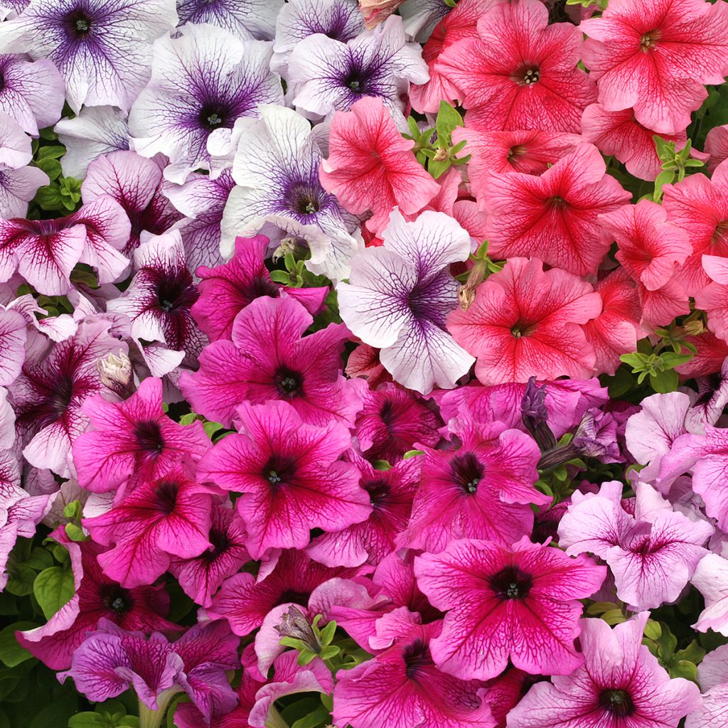 Riippapetunia Prism Sundae Mix (siemenet)