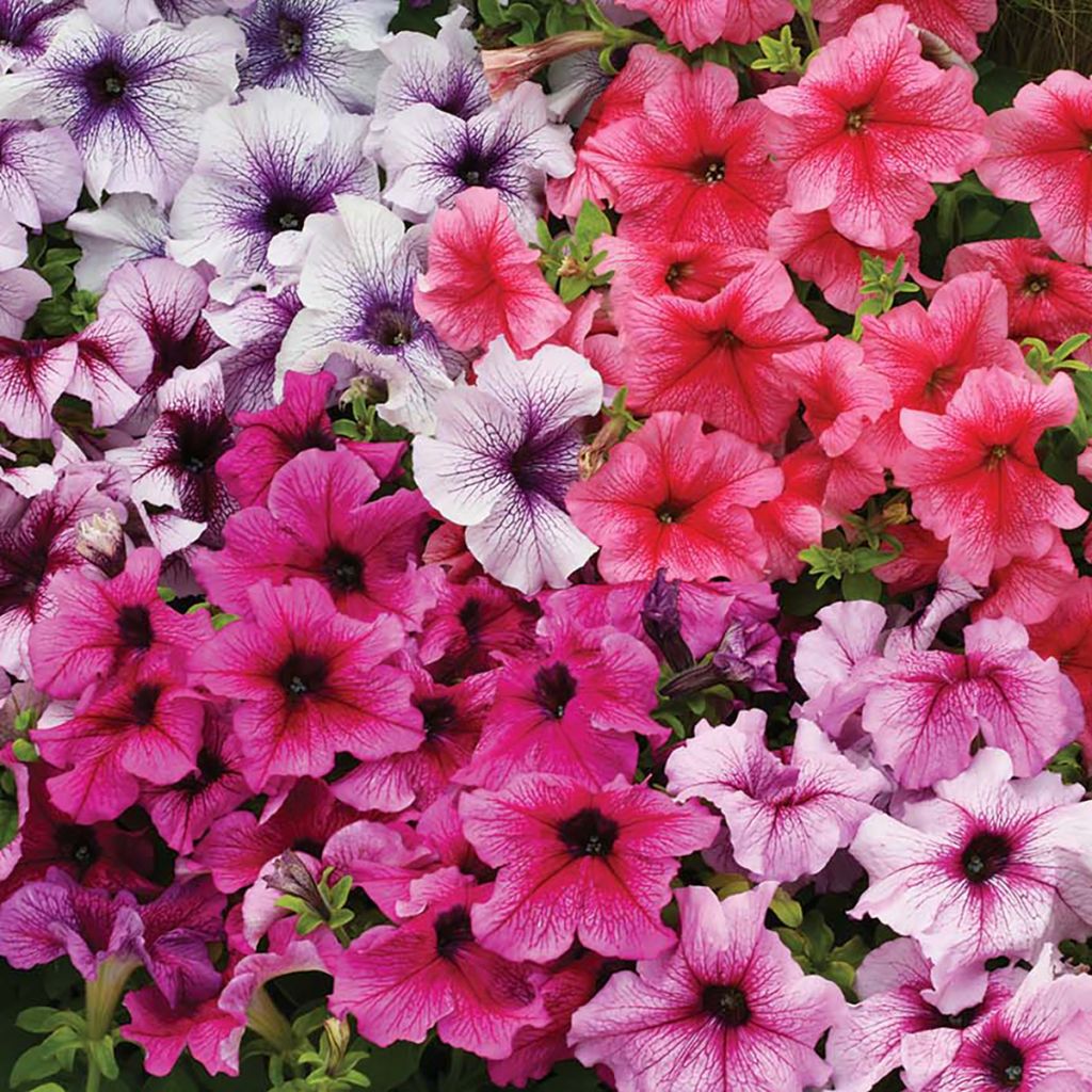 Riippapetunia Prism Sundae Mix (siemenet)