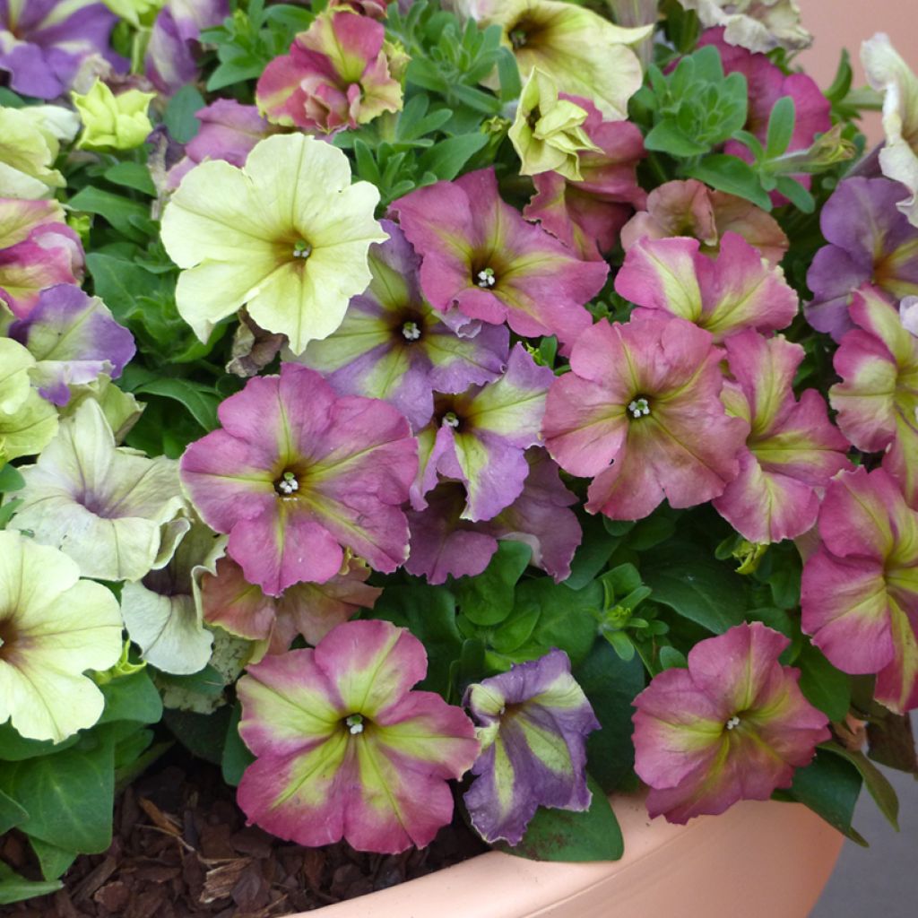 Tarhapetunia Shake F1 Raspberry (siemenet)