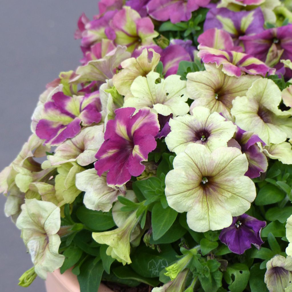 Tarhapetunia Shake F1 Raspberry (siemenet)