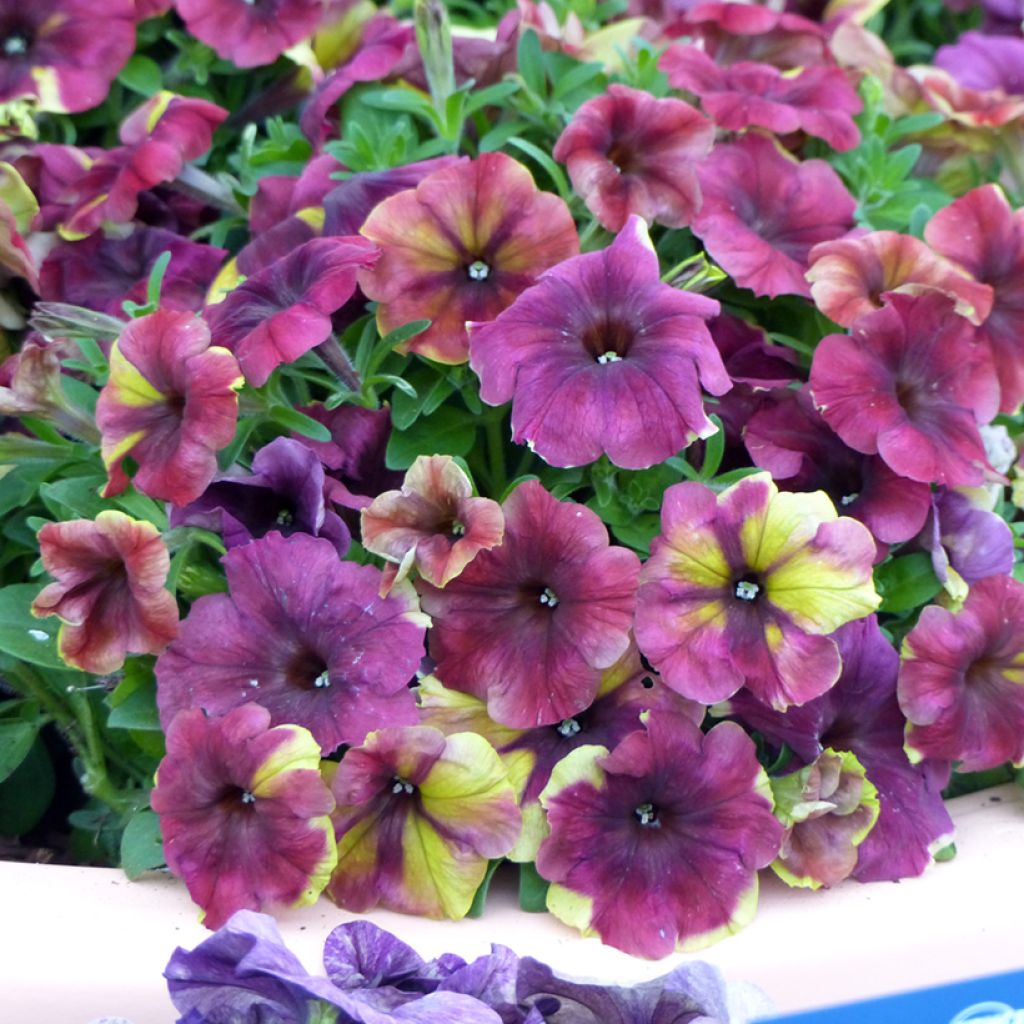Tarhapetunia Shake F1 Raspberry (siemenet)