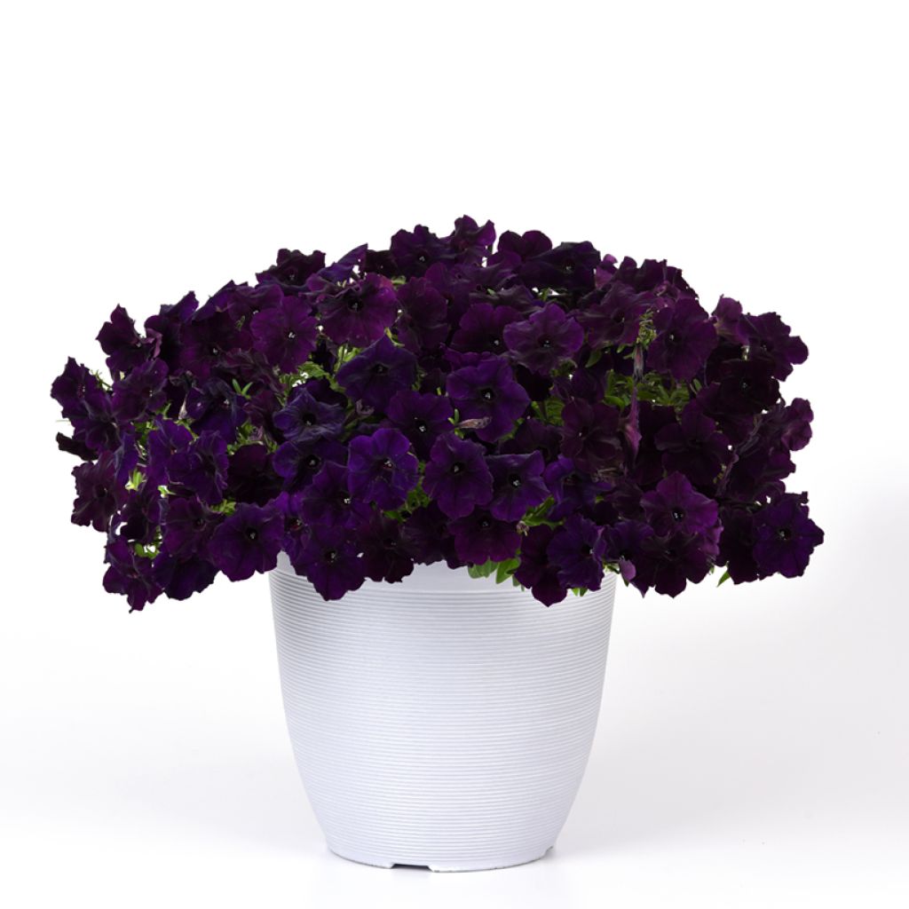 Riippapetunia Easy Wave Navy Velour (siemenet)