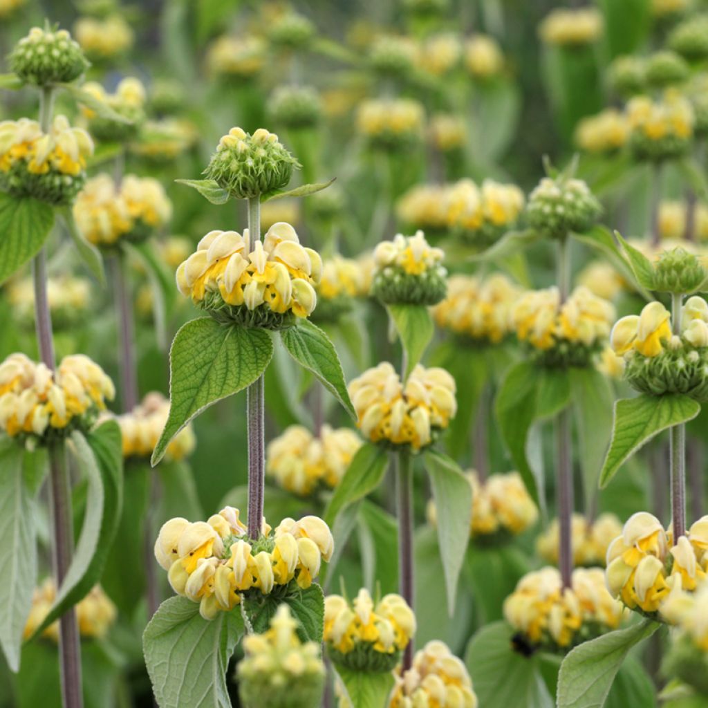 Anatolianpaloyrtti (siemenet) - Phlomis russeliana