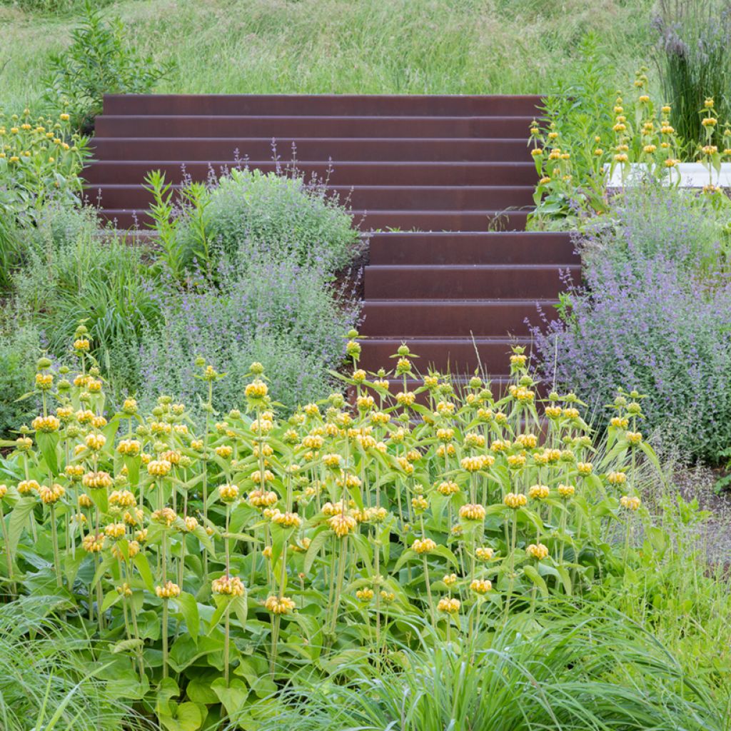 Anatolianpaloyrtti (siemenet) - Phlomis russeliana
