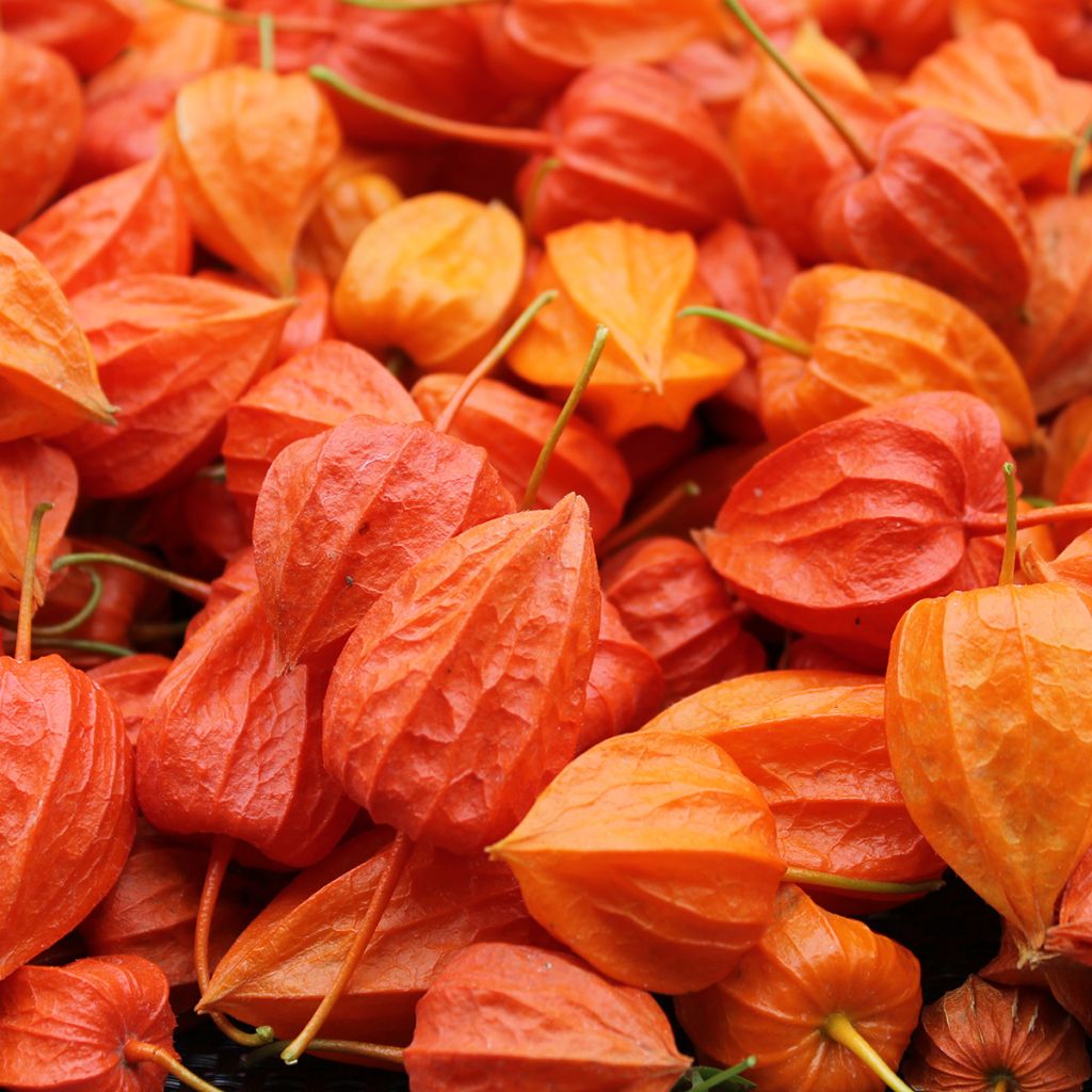 Lyhtykoiso (siemenet) - Physalis alkekengi var. franchetii