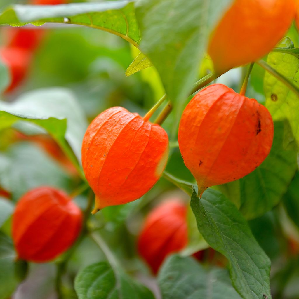 Lyhtykoiso (siemenet) - Physalis alkekengi var. franchetii
