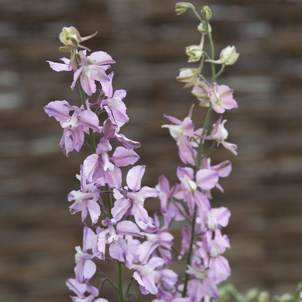 Rikkakukonkannus Fancy Belladonna (siemenet)