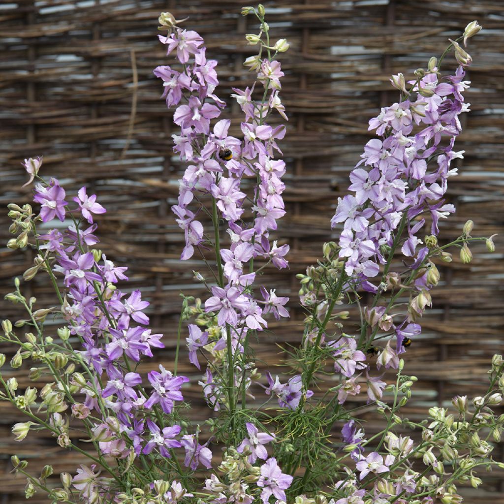 Rikkakukonkannus Fancy Belladonna (siemenet)