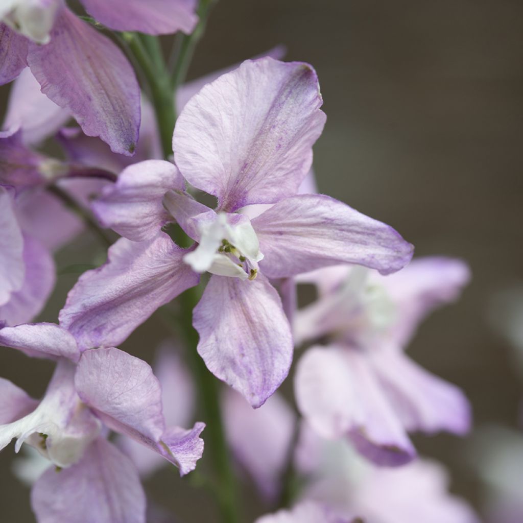 Rikkakukonkannus Fancy Belladonna (siemenet)