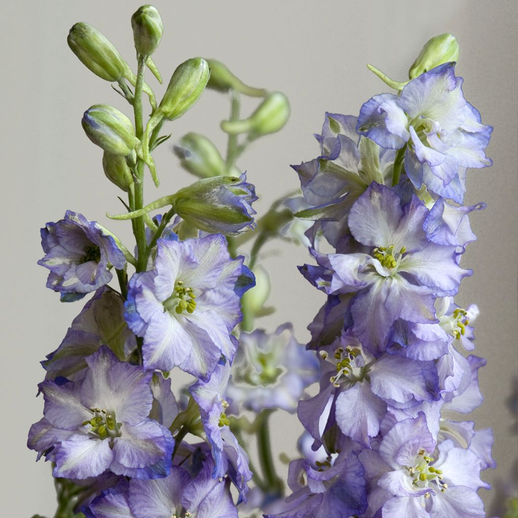 Ritarinkannus Fancy Purple Picotee (siemenet)