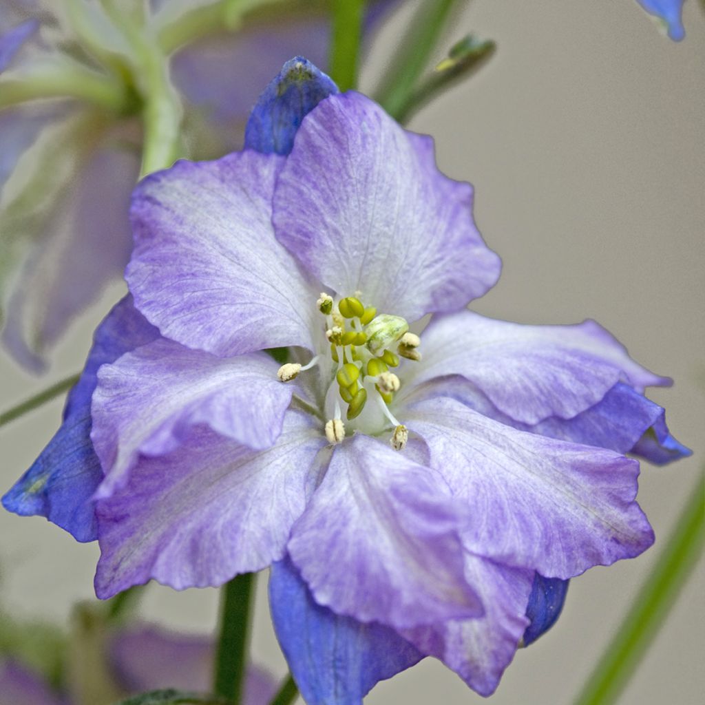 Ritarinkannus Fancy Purple Picotee (siemenet)