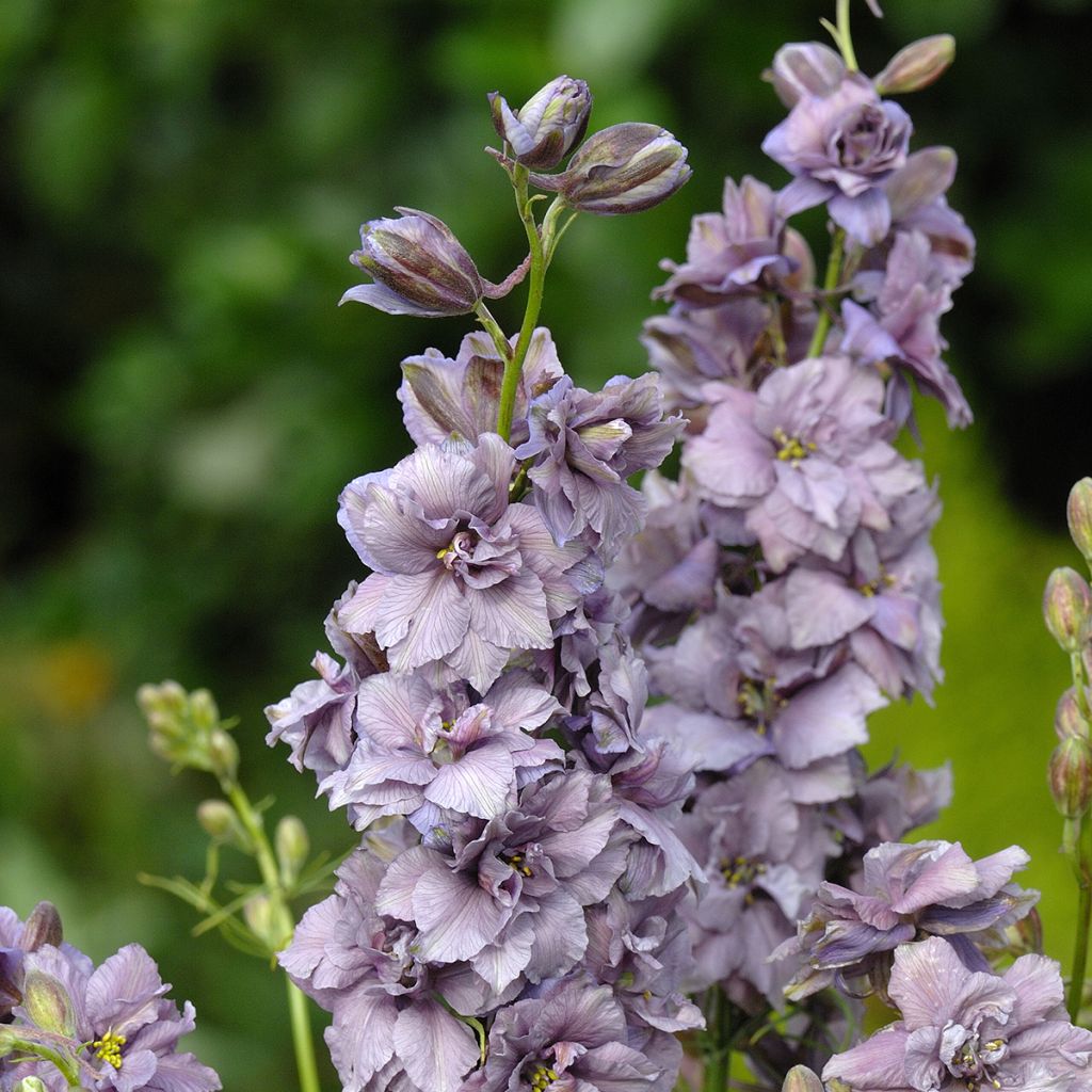 Rikkakukonkannus Misty Lavender (siemenet)