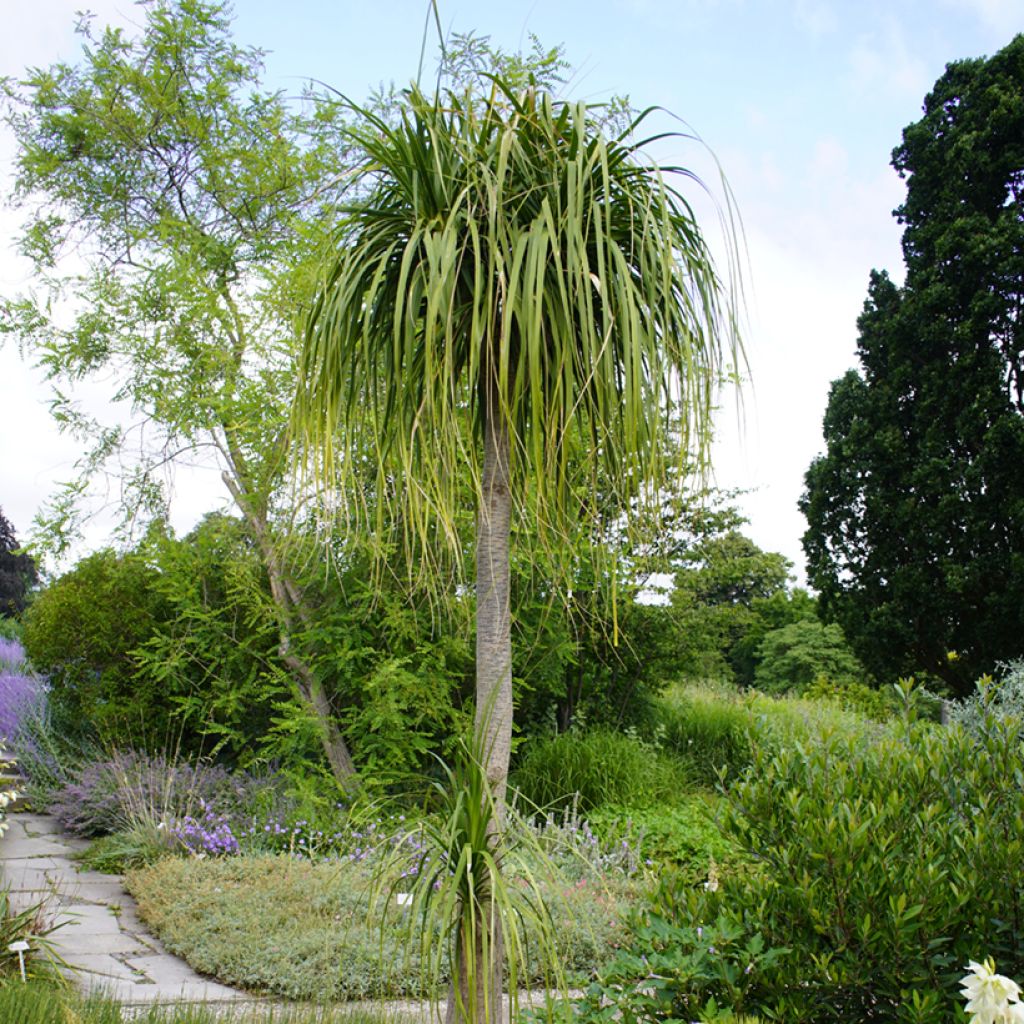 Pullojukka (siemenet) - Beaucarnea recurvata