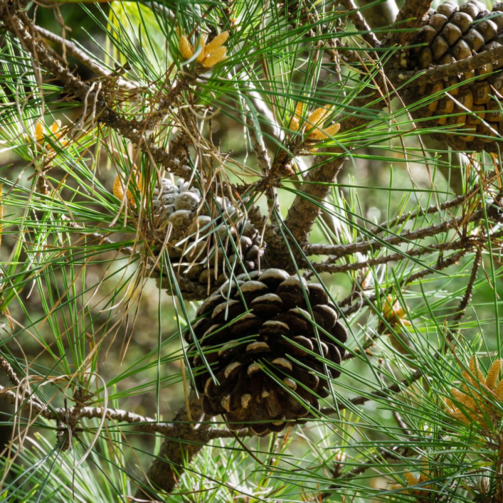 Pinja (siemenet) - Pinus pinea