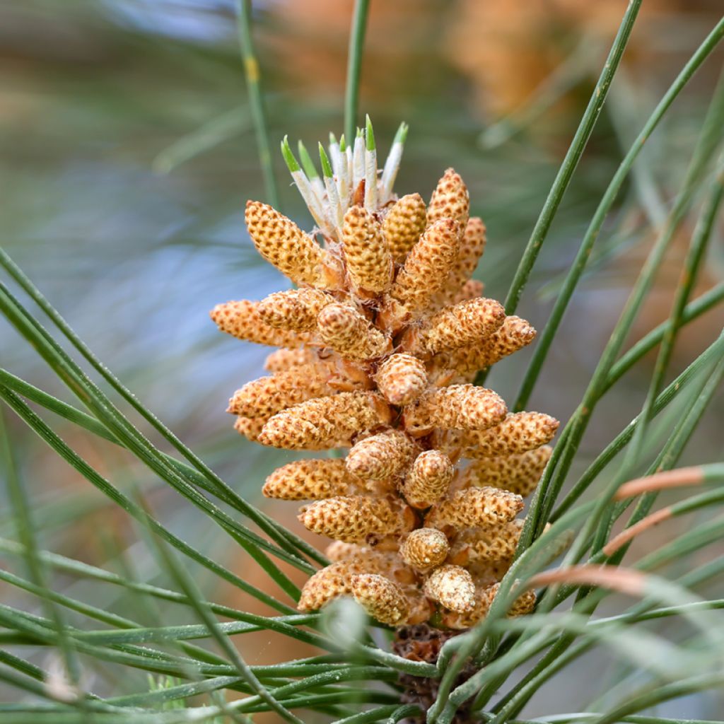 Pinja (siemenet) - Pinus pinea