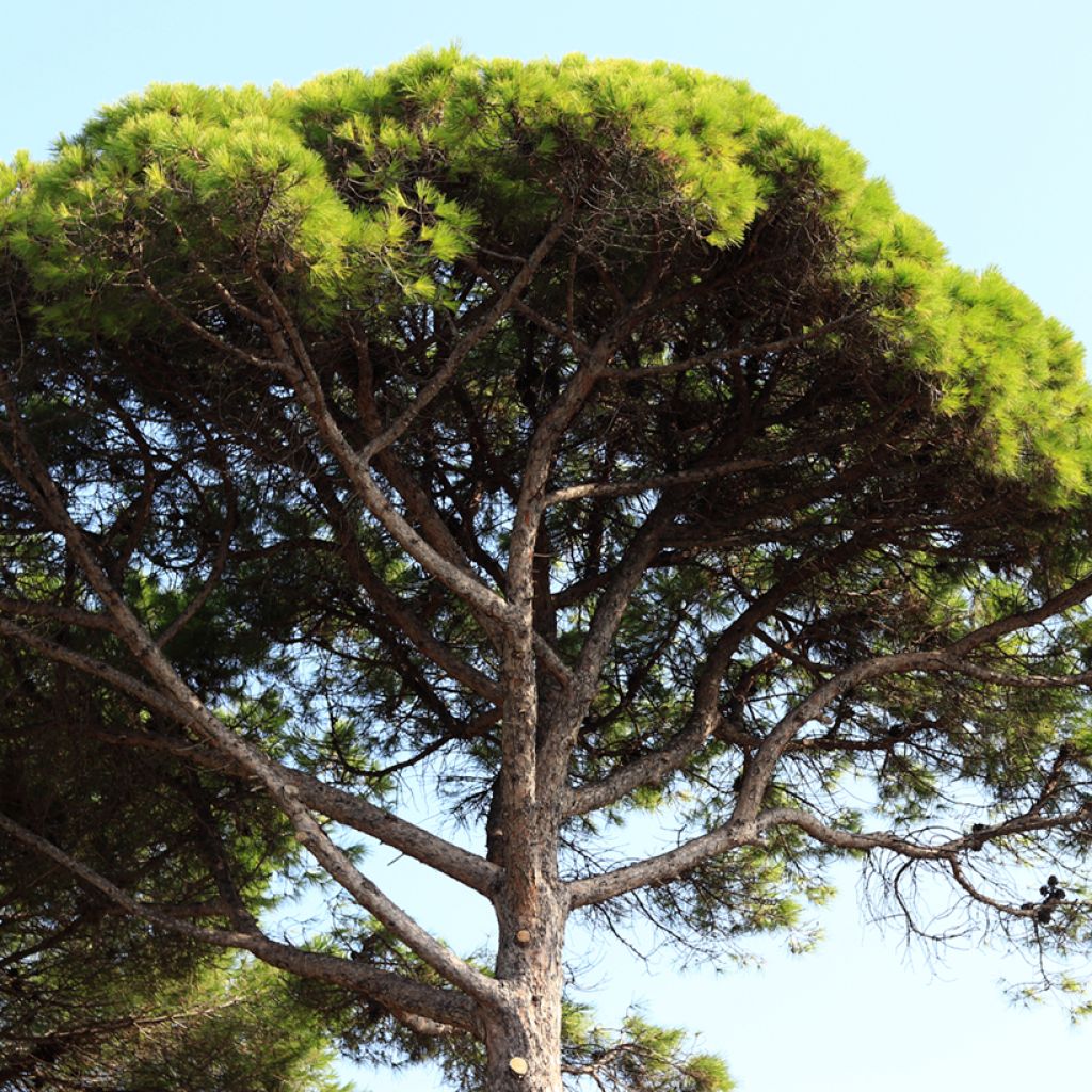 Pinja (siemenet) - Pinus pinea