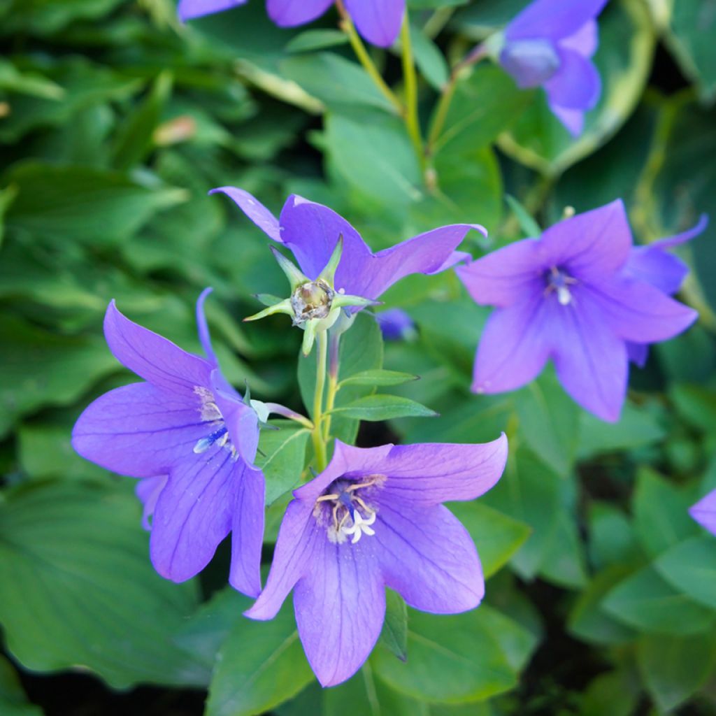 Jalokello Mariesii Blue (siemenet)