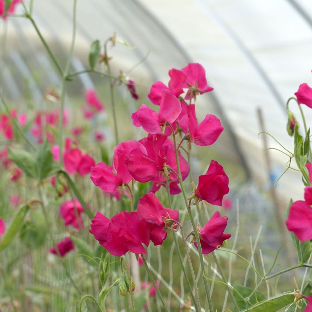 Tuoksuherne Spring Sunshine Cerise (siemenet)