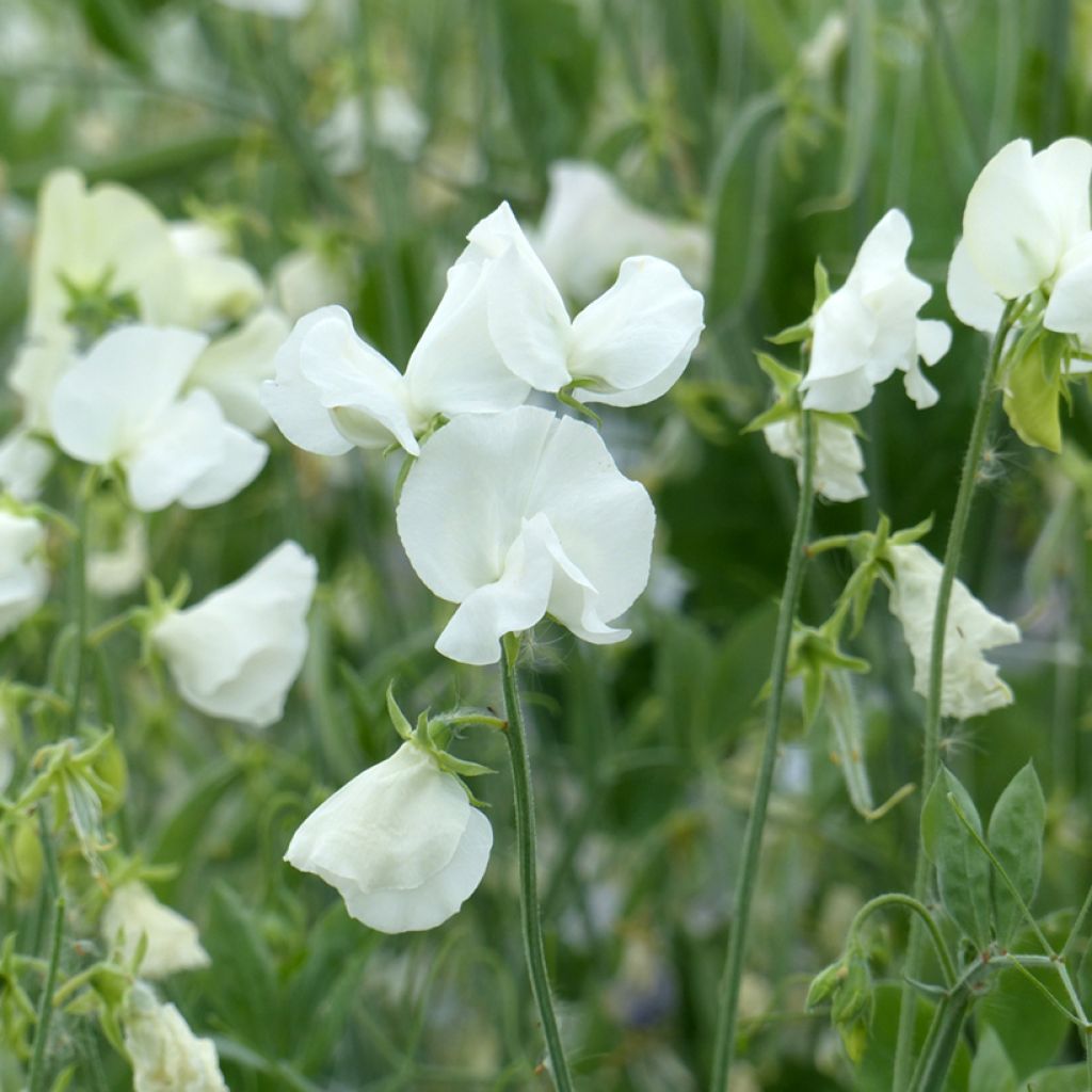 Tuoksuherne Spring Sunshine White (siemenet)