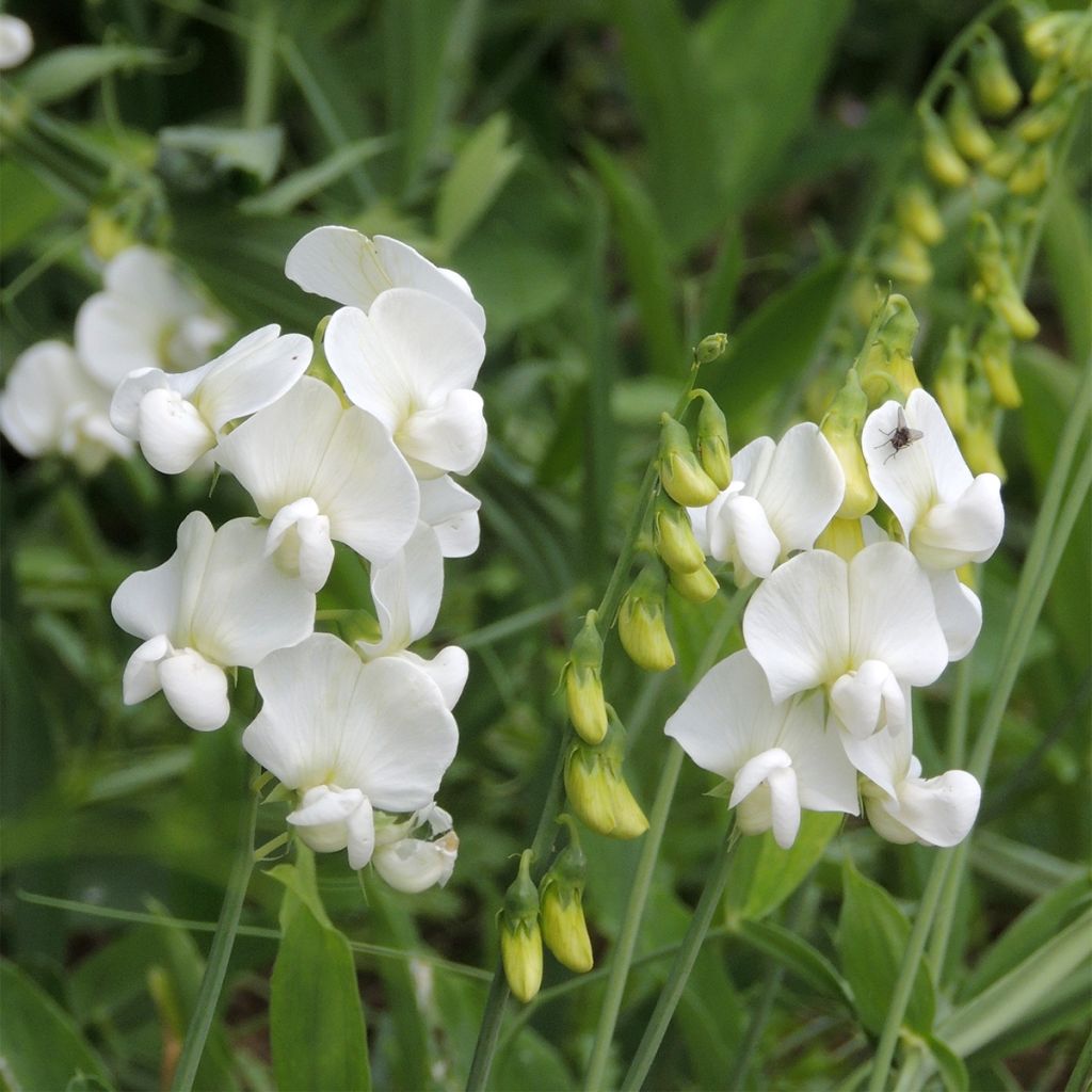 Ruusunätkelmä White Pearl (siemenet)