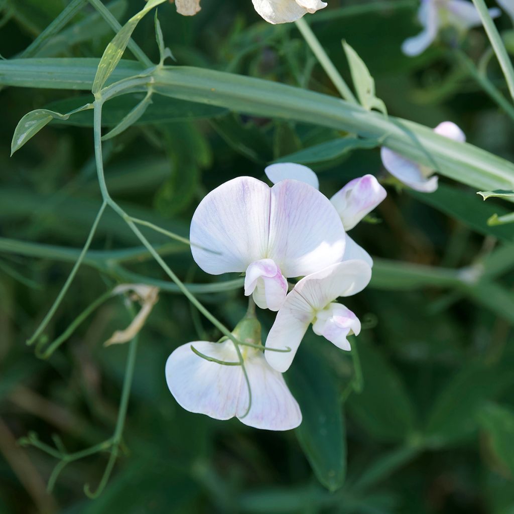 Ruusunätkelmä White Pearl (siemenet)