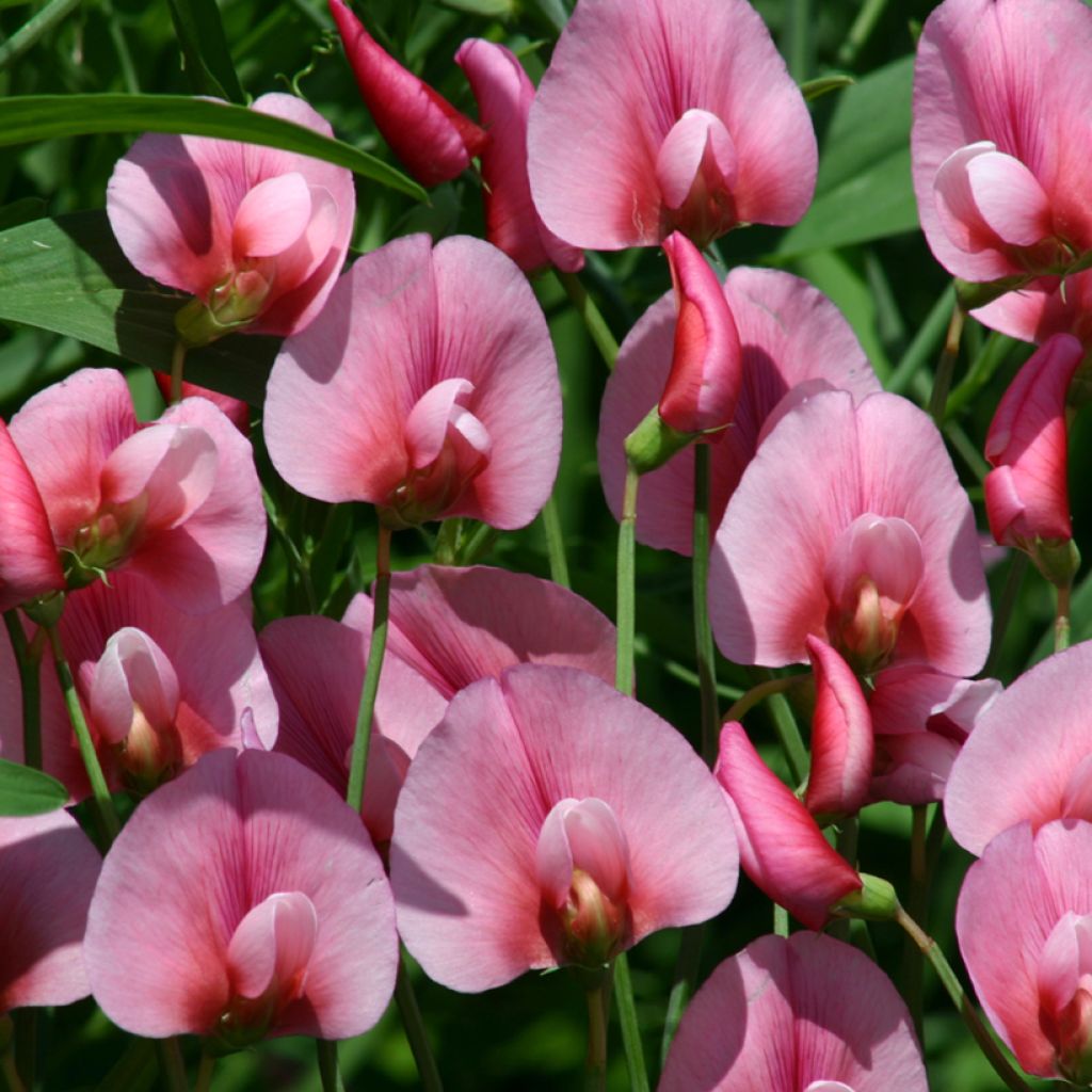 Etelännätkelmä Rosea (siemenet)