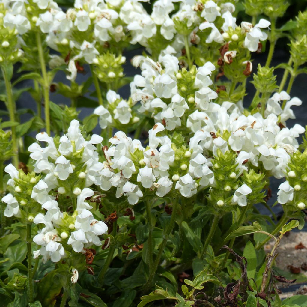 Isoniittyhumala Alba (siemenet)