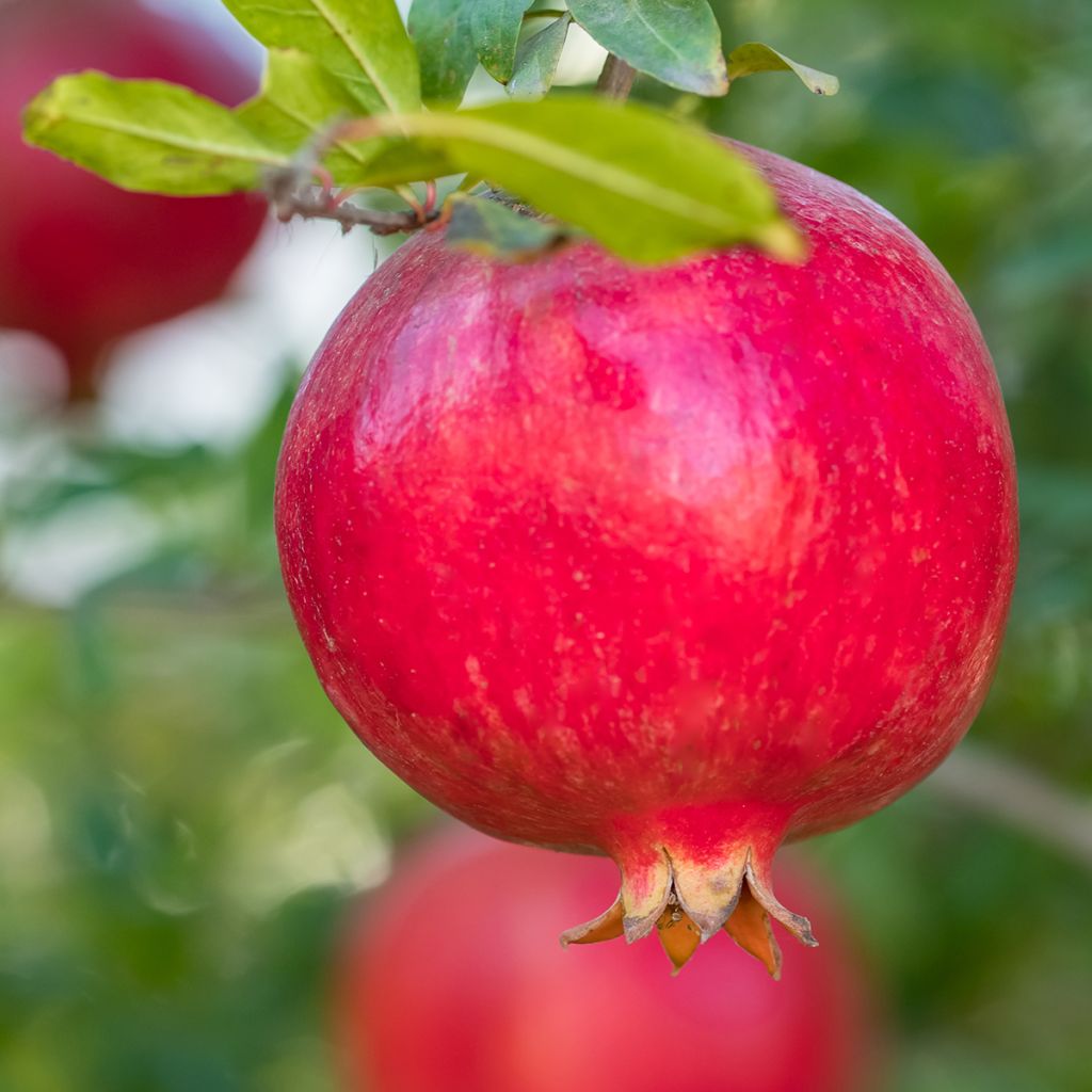 Granaattiomena (siemenet) - Punica granatum
