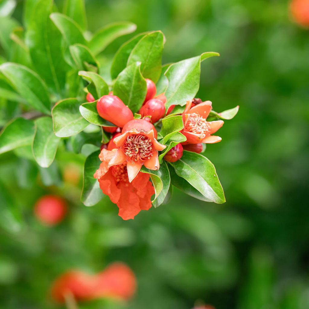 Granaattiomena (siemenet) - Punica granatum