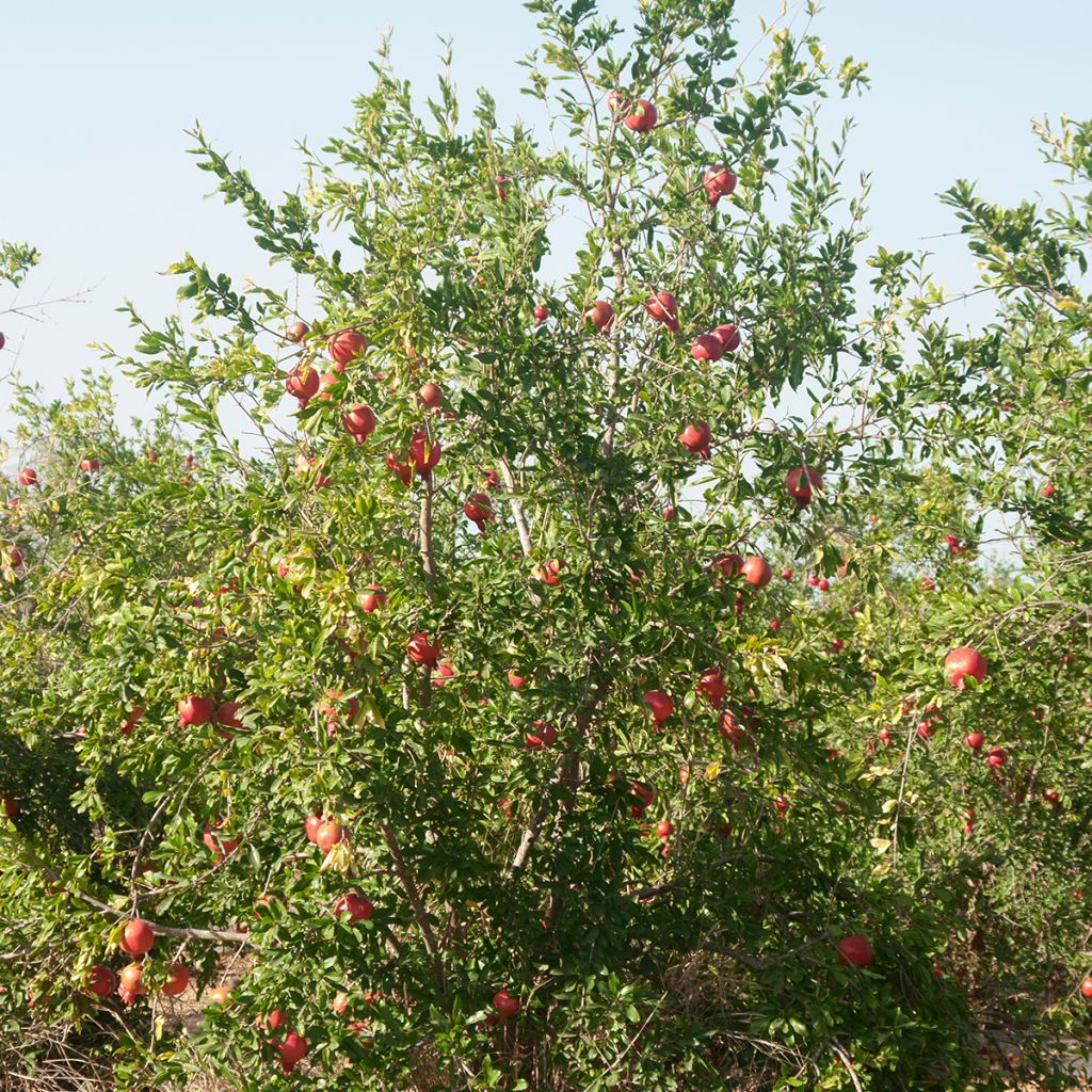 Granaattiomena (siemenet) - Punica granatum