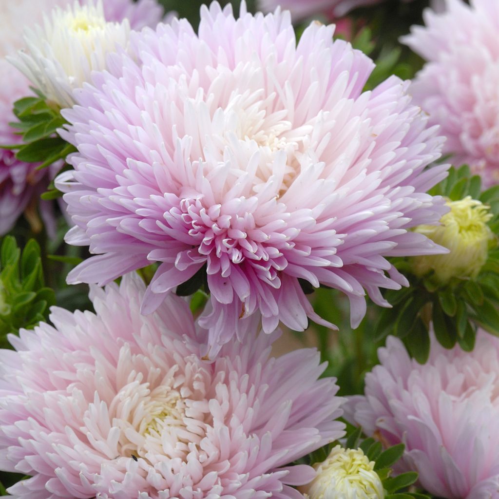 Kiinanasteri King Size Appleblossom (siemenet)