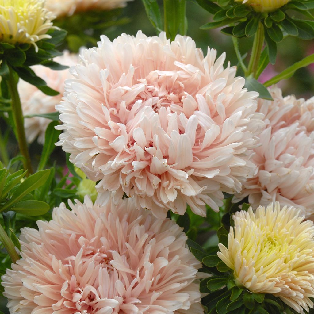 Kiinanasteri King Size Apricot (siemenet)