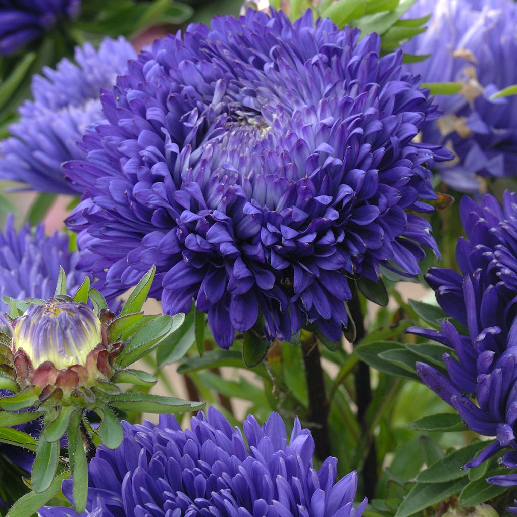 Kiinanasteri King Size Mid-Blue (siemenet)