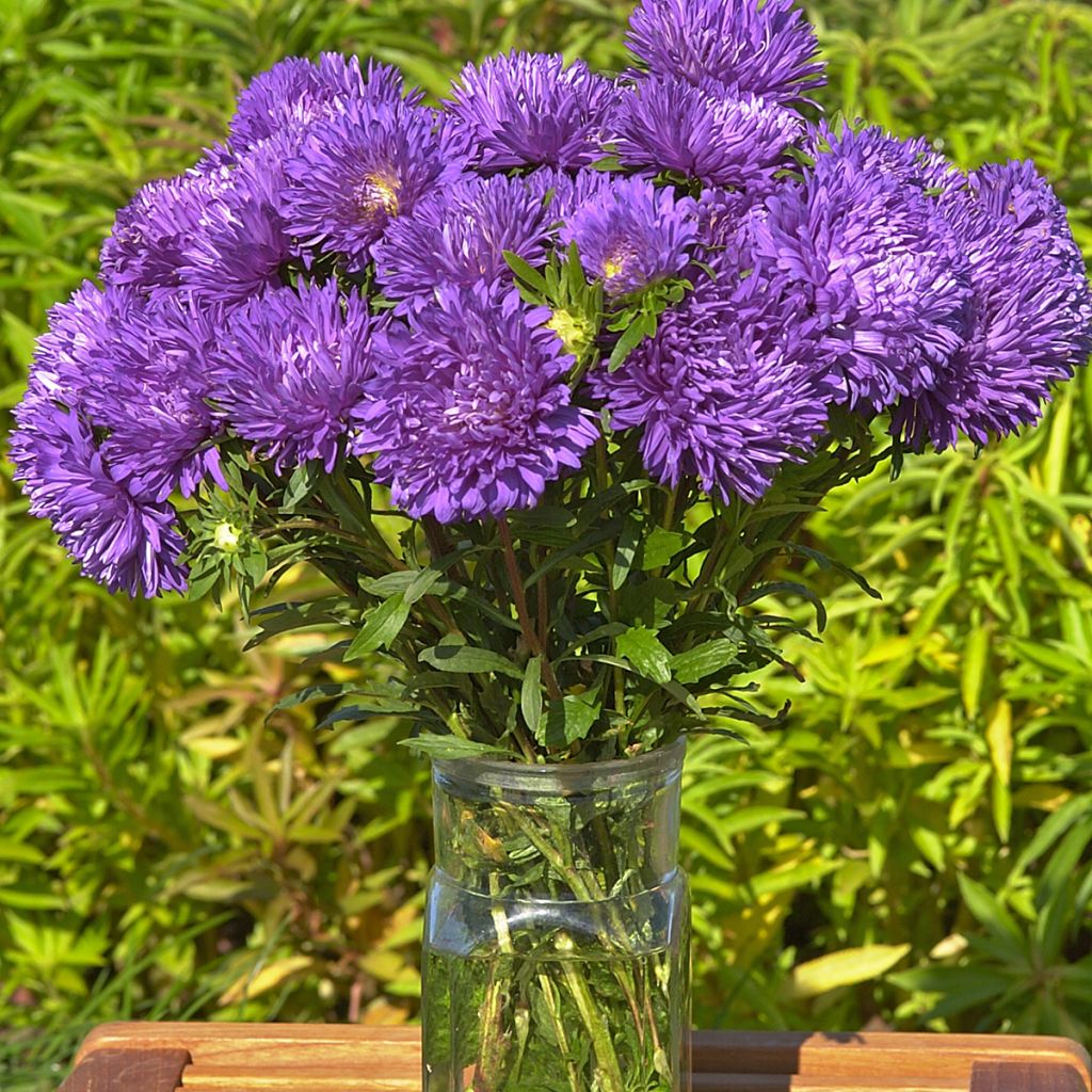 Kiinanasteri King Size Mid-Blue (siemenet)