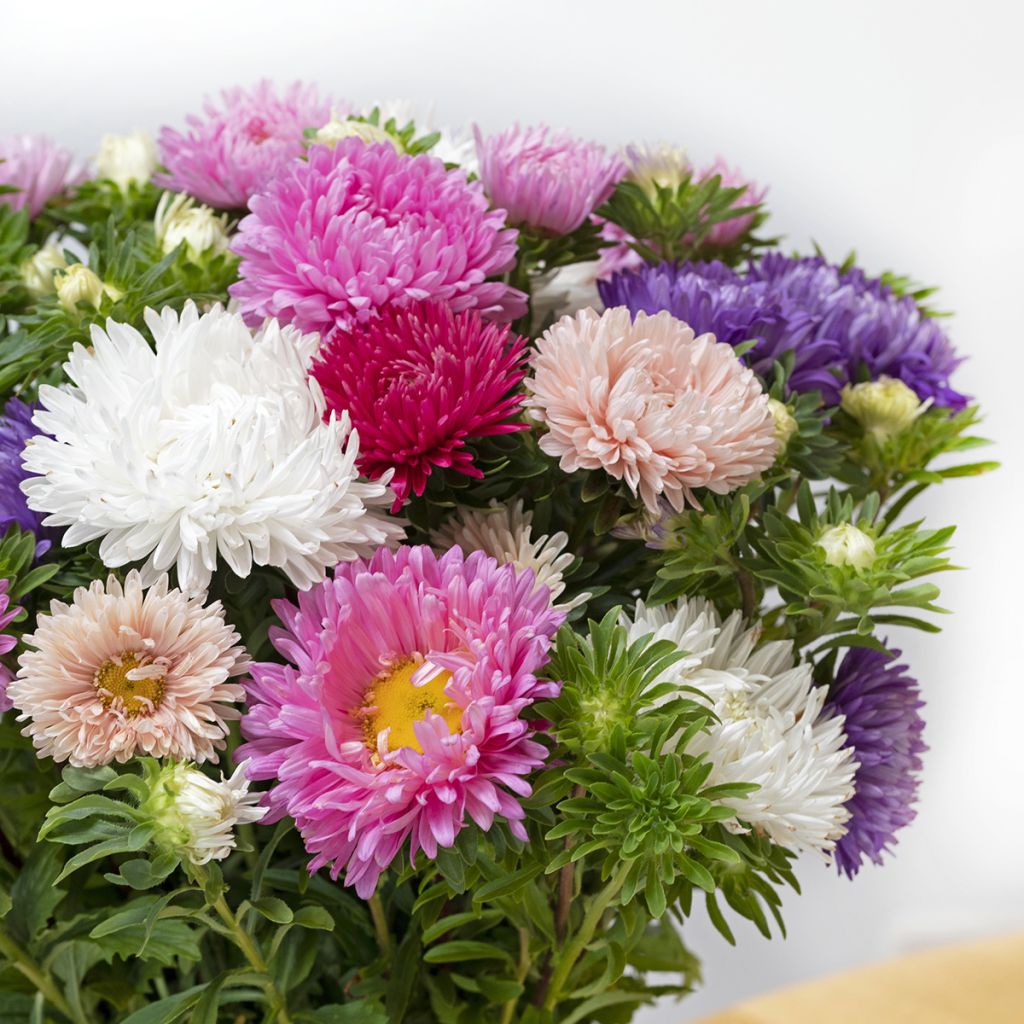 Kiinanasteri King Size Mix (siemenet)